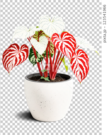 Caladium in a stylish pot, heart-shaped leaves, colorful patterns, isolated on transparent, bright colors, 123541966