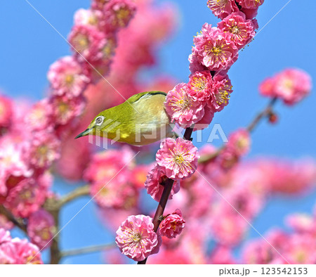 満開の紅梅にメジロさん （ 春イメージ ）（ ほのぼのイメージ ） 123542153
