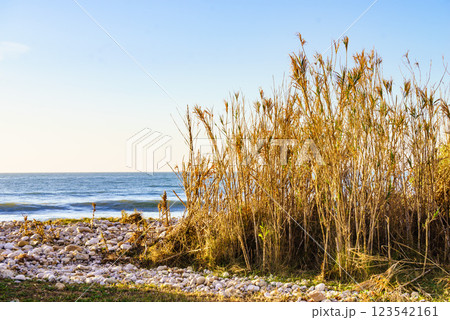 Sea shore with beach plant Sea shore with beach plant 123542161