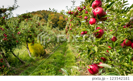 Apple trees in orchard. Idared cultivar. 123542181