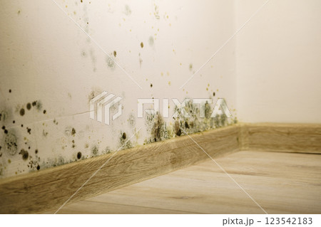 Mould and fungus growth on wall 123542183