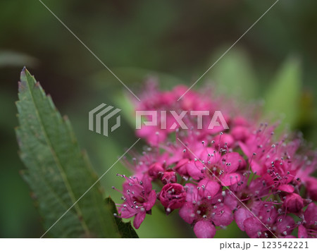 10月に咲いた小さくて可愛らしいシモツケの花 123542221