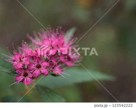 10月に咲いた小さくて可愛らしいシモツケの花 123542222