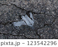 道路の亀裂の中にできた霜 123542296