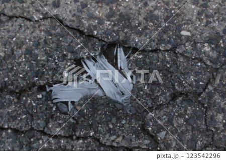 道路の亀裂の中にできた霜 道路の亀裂の中にできた霜 123542296