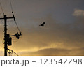 電線からトンビが飛び立つ 123542298