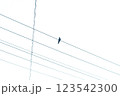 電線にとまったカラス 123542300