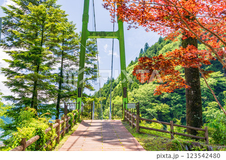 【静岡県】奥大井川にかかる、両国吊橋　赤色のモミジの新葉 123542480
