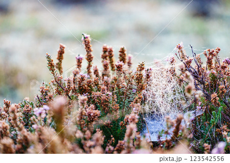 Flower plant on meadow 123542556