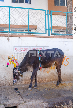 インド_闘牛を待つ牛 123542696