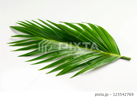 Exotic tropical leaf isolated on white 123542769
