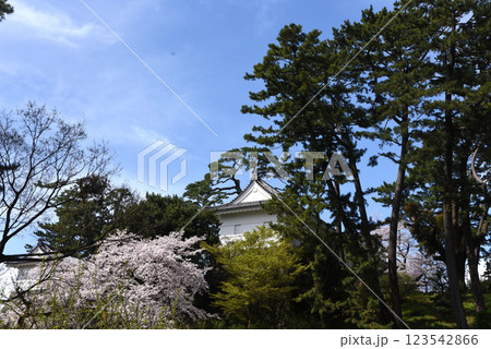 小田原城 桜 小田原城 桜 123542866