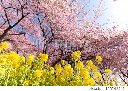 西平畑公園のまつだ桜まつりの桜と菜の花 西平畑公園のまつだ桜まつりの桜と菜の花 123542941