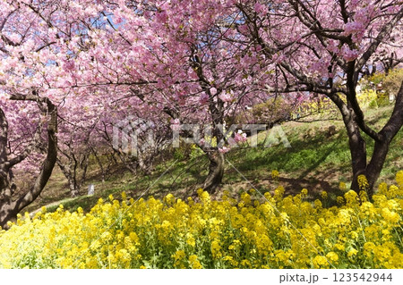 西平畑公園のまつだ桜まつりの桜と菜の花 123542944