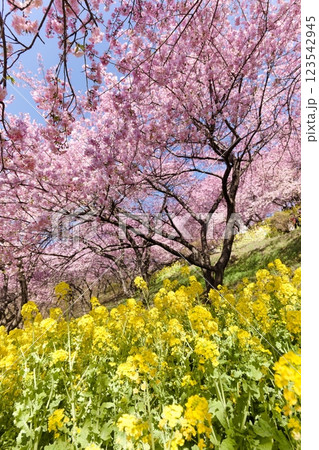 西平畑公園のまつだ桜まつりの桜と菜の花 123542945