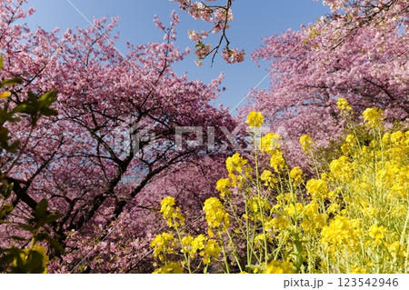 西平畑公園のまつだ桜まつりの桜と菜の花 123542946
