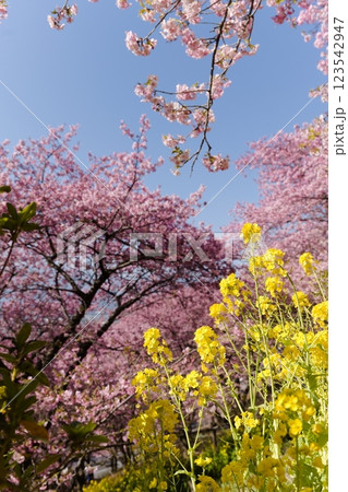西平畑公園のまつだ桜まつりの桜と菜の花 123542947