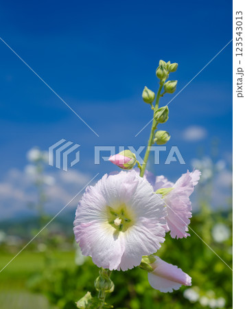 芙蓉の咲く水田の風景 123543013