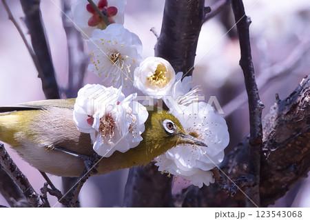 梅の花の蜜を吸うメジロ 梅の花の蜜を吸うメジロ 123543068