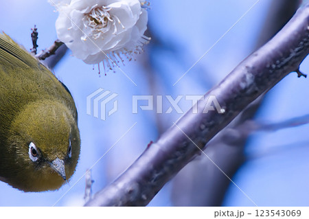 ひょっこり顔を出すメジロ ひょっこり顔を出すメジロ 123543069