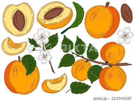 Set of color illustrations in hand draw style 123543297