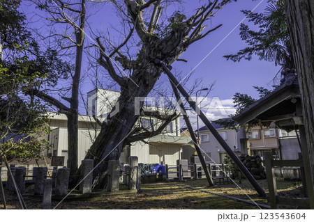 Tree with wooden supports, Nonoichi Jinja shrine, Kanazawa, Japan 123543604