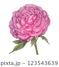 Colorful Pencil Drawing Of Pink Peony Flower 123543639