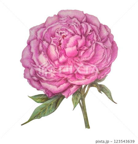 Colorful Pencil Drawing Of Pink Peony Flower 123543639