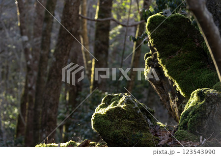 苔むす青木ヶ原樹海に差し込む朝日 123543990