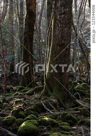 苔むす青木ヶ原樹海に差し込む朝日 123544006