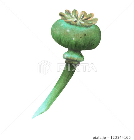 Poppy pod. Watercolor, marker illustration. Poppy day. Hand drawn isolated art. Drawing of botanical herbaceous plant. Symbol of remembrance, nature, tradition, anzac, vintage decor, natural health. 123544166