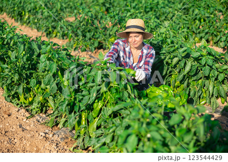 Positive woman harvesting green pepper Positive woman harvesting green pepper 123544429