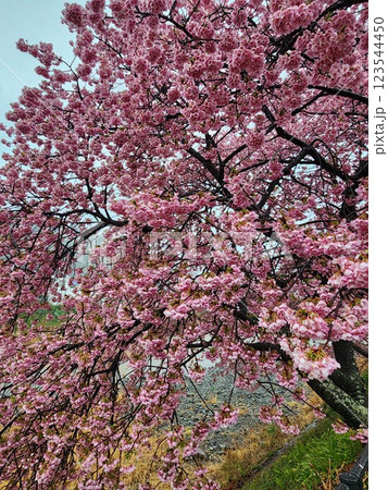 河津桜　満開　近景 123544450