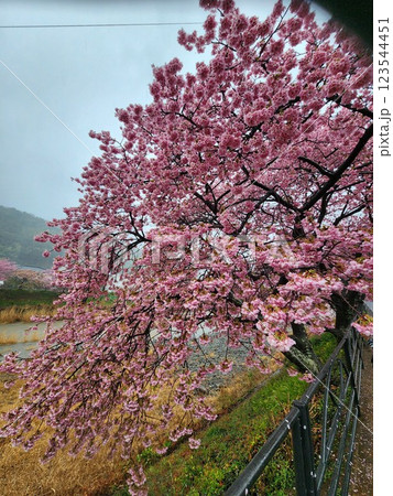 河津桜　満開　近景 123544451