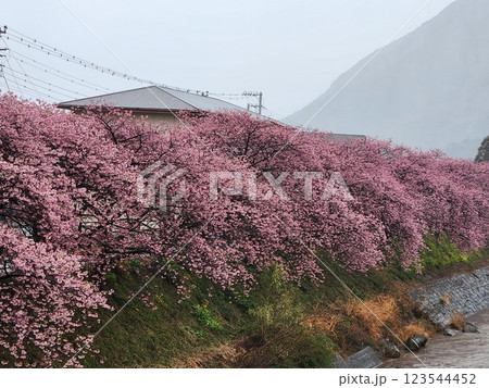 河津桜　満開　遠景 123544452