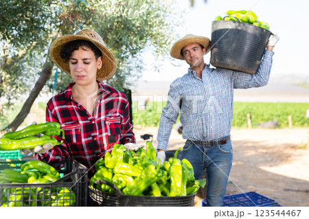 Woman gardener sorting green pepper outdoors Woman gardener sorting green pepper outdoors 123544467
