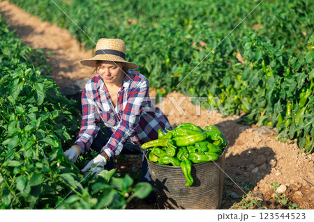 Female farmer puts bell peppers in basket for sale in market Female farmer puts bell peppers in basket for sale in market 123544523