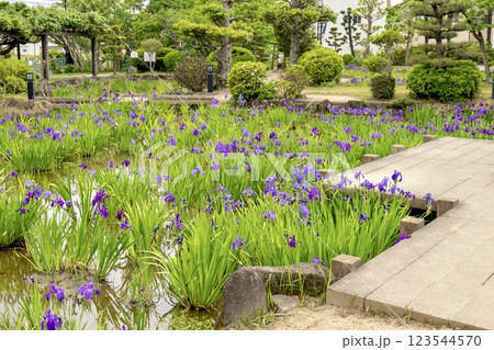 知立市、八橋かきつばた園に咲く満開のかきつばた 知立市、八橋かきつばた園に咲く満開のかきつばた 123544570