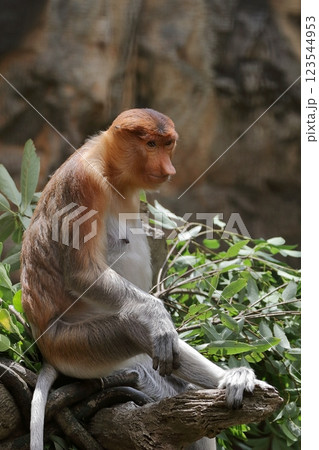 座ったメスのテングザルのポートレート 123544953