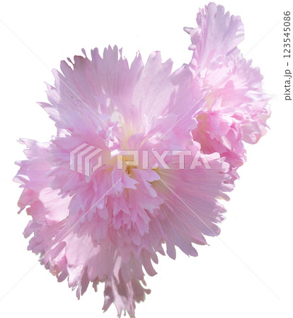 ピンクのタチアオイの花 ピンクのタチアオイの花 123545086
