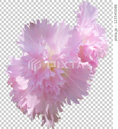 ピンクのタチアオイの花 ピンクのタチアオイの花 123545086