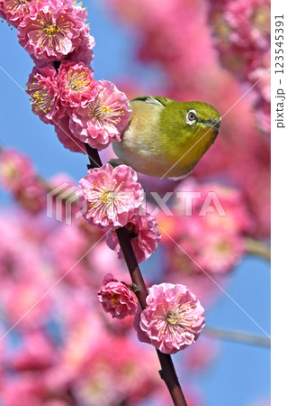 満開の紅梅にメジロ （ 春爛漫イメージ ）（ ほのぼのイメージ ） 123545391