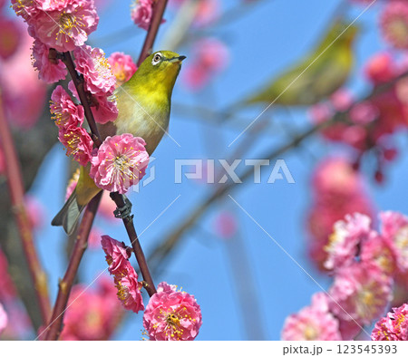 満開の紅梅にメジロ （ 春爛漫イメージ ）（ ほのぼのイメージ ） 123545393