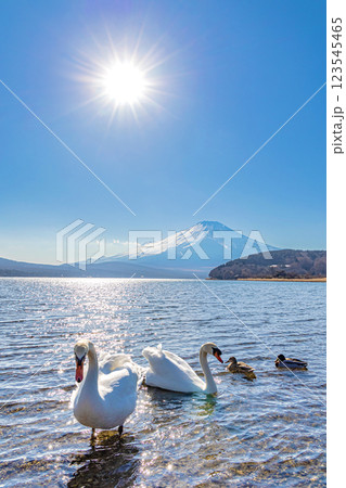 山梨県　富士山と白鳥・冬の山中湖 123545465
