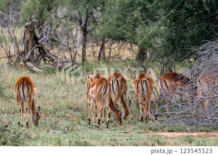Group of female impalas graze in a shrub savannah Group of female impalas graze in a shrub savannah 123545523