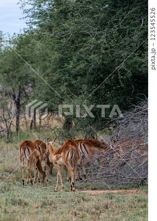 Group of female impalas graze in a shrub savannah 123545526