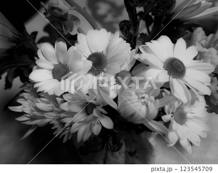 花をモノクロで。 花をモノクロで。 123545709