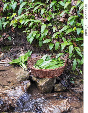 Wild garlic ramson Wild garlic ramson 123545736