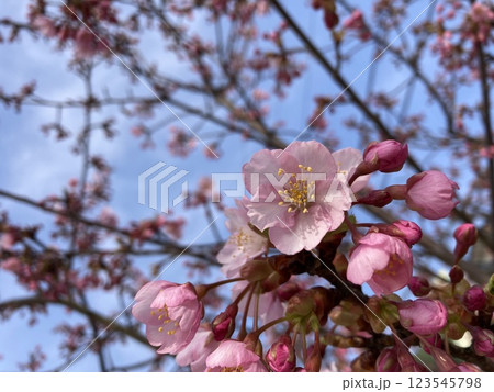 桜より早く咲く河津桜に、出会いました 桜より早く咲く河津桜に、出会いました 123545798