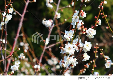 （淡路市立淡路香りの公園）001 123545806